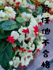 前任过得不好找你复合