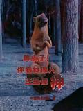 黄皮子是神仙吗
